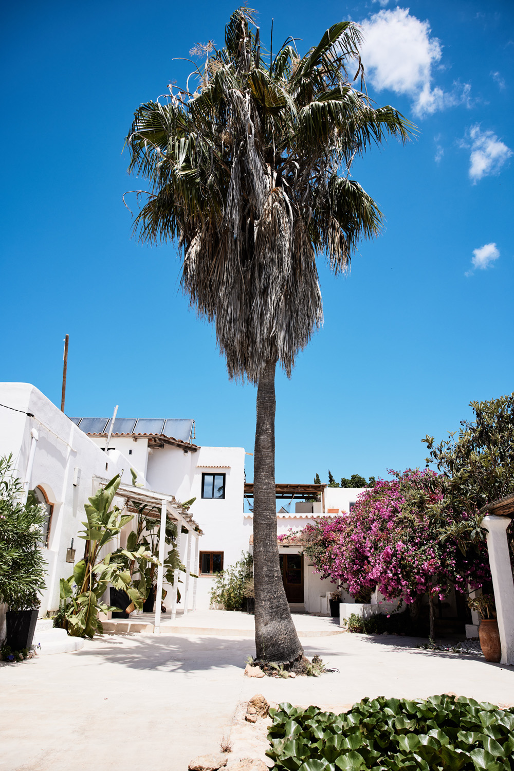 Tree in the courtyard of a luxury finca in Ibiza