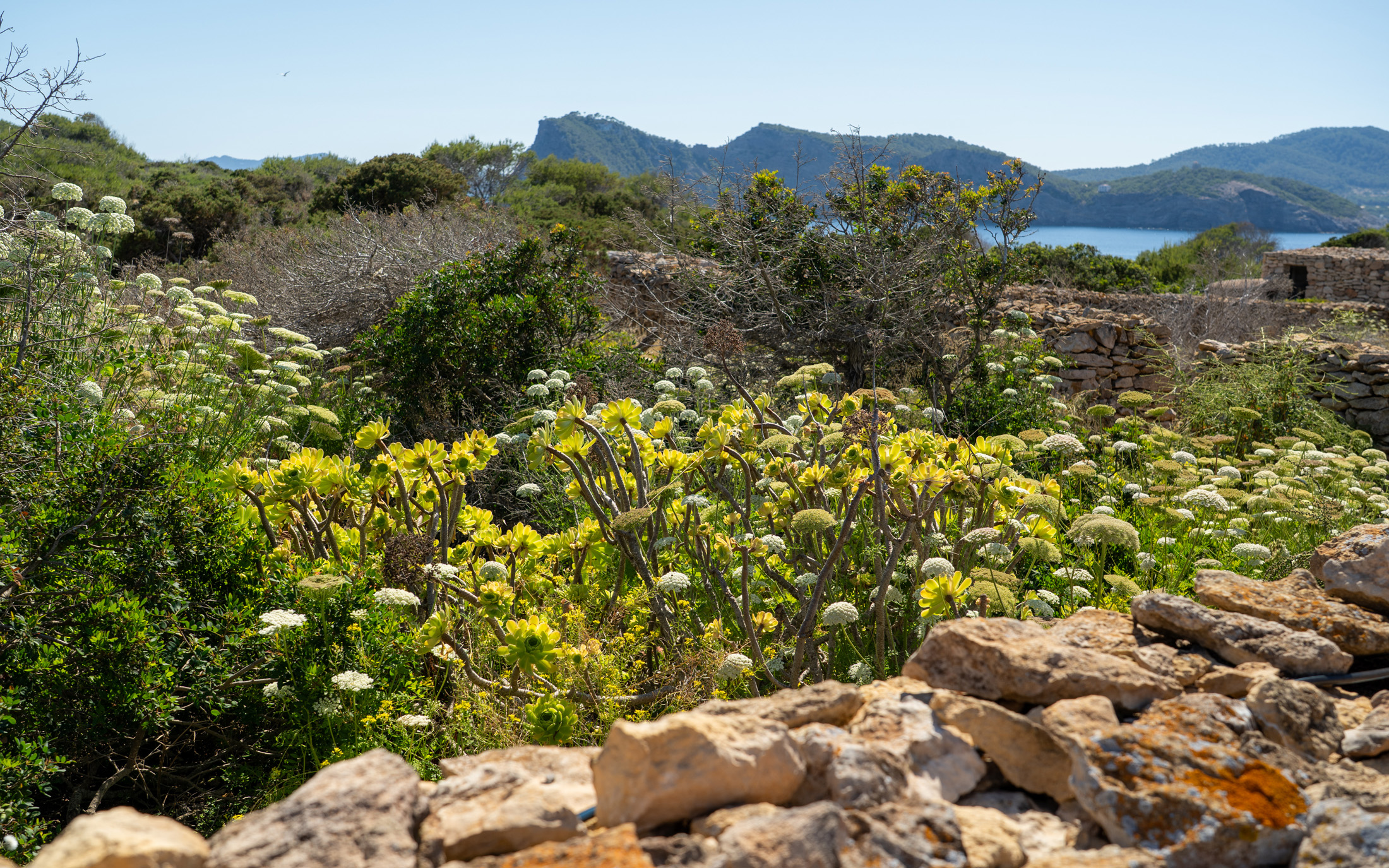 DN-Ibiza-Private-Island-Elenora-For-Rent ( (3)