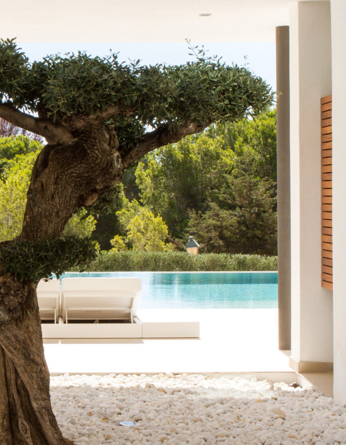 Courtyard and olive tree in a contemporary holiday villa in Ibiza