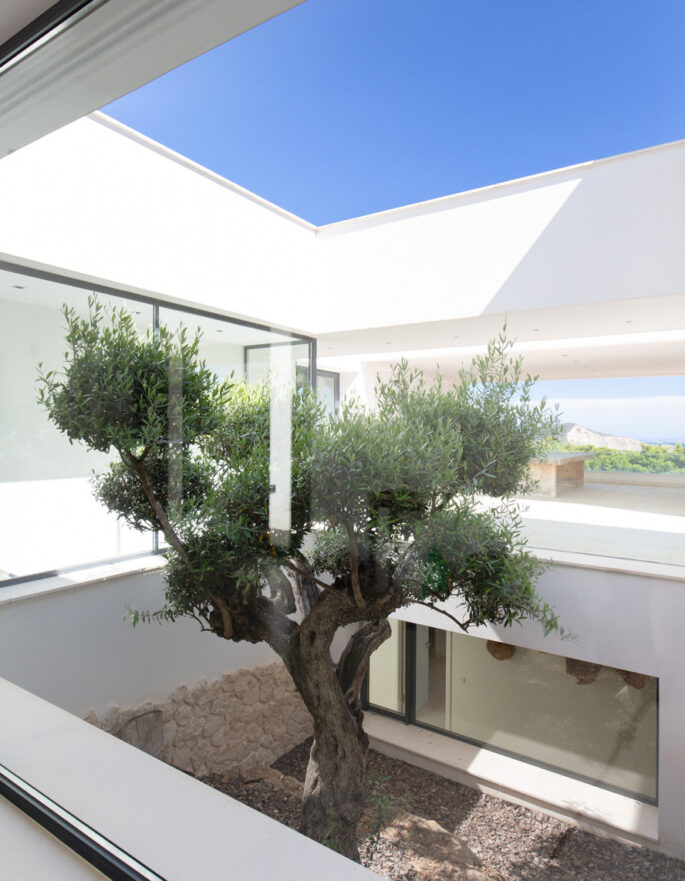 Tree growing in a courtyard of an Ibizan villa