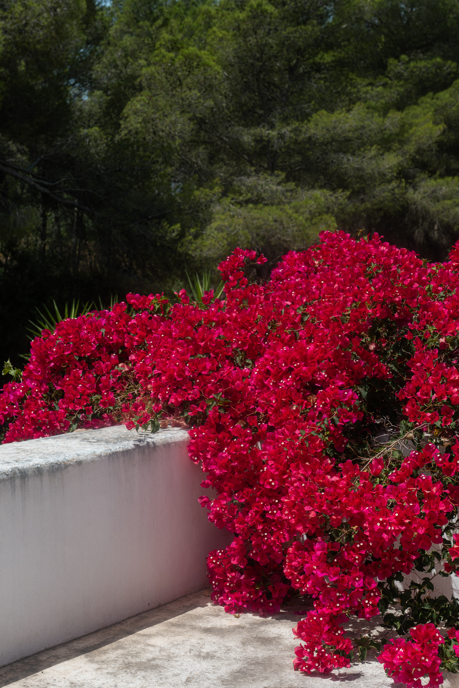 Ibiza-Luxury-Villa-For-Sale-Can-Ombra-Santa-Gertrudis (23)