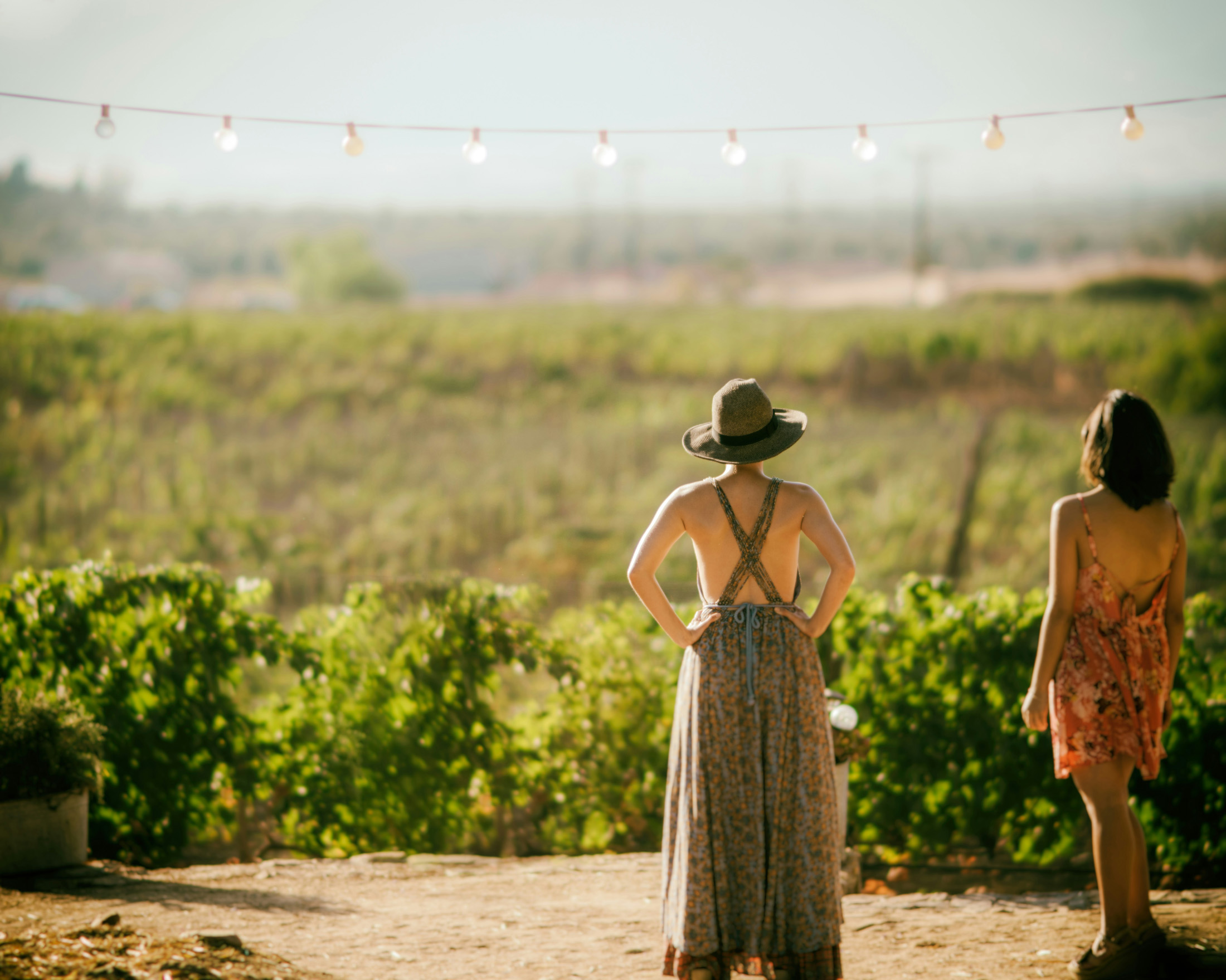 North-West-Ibiza-Area-Guide-Vineyards