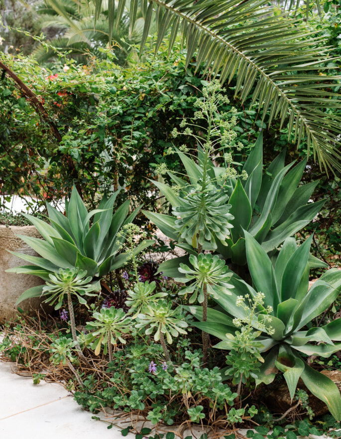 Succulents by Jungle Studios