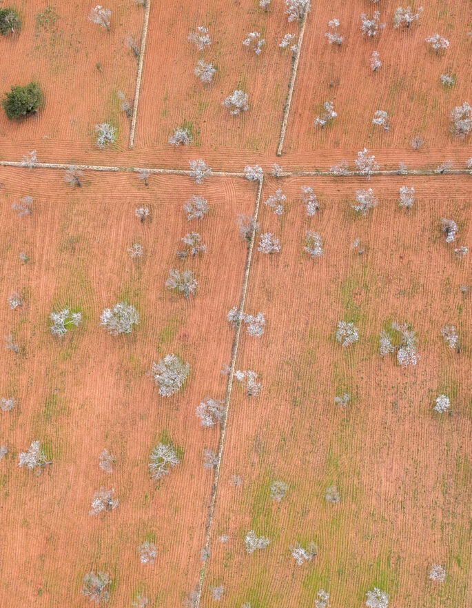 Almond field in Santa Agnes – IBIZA