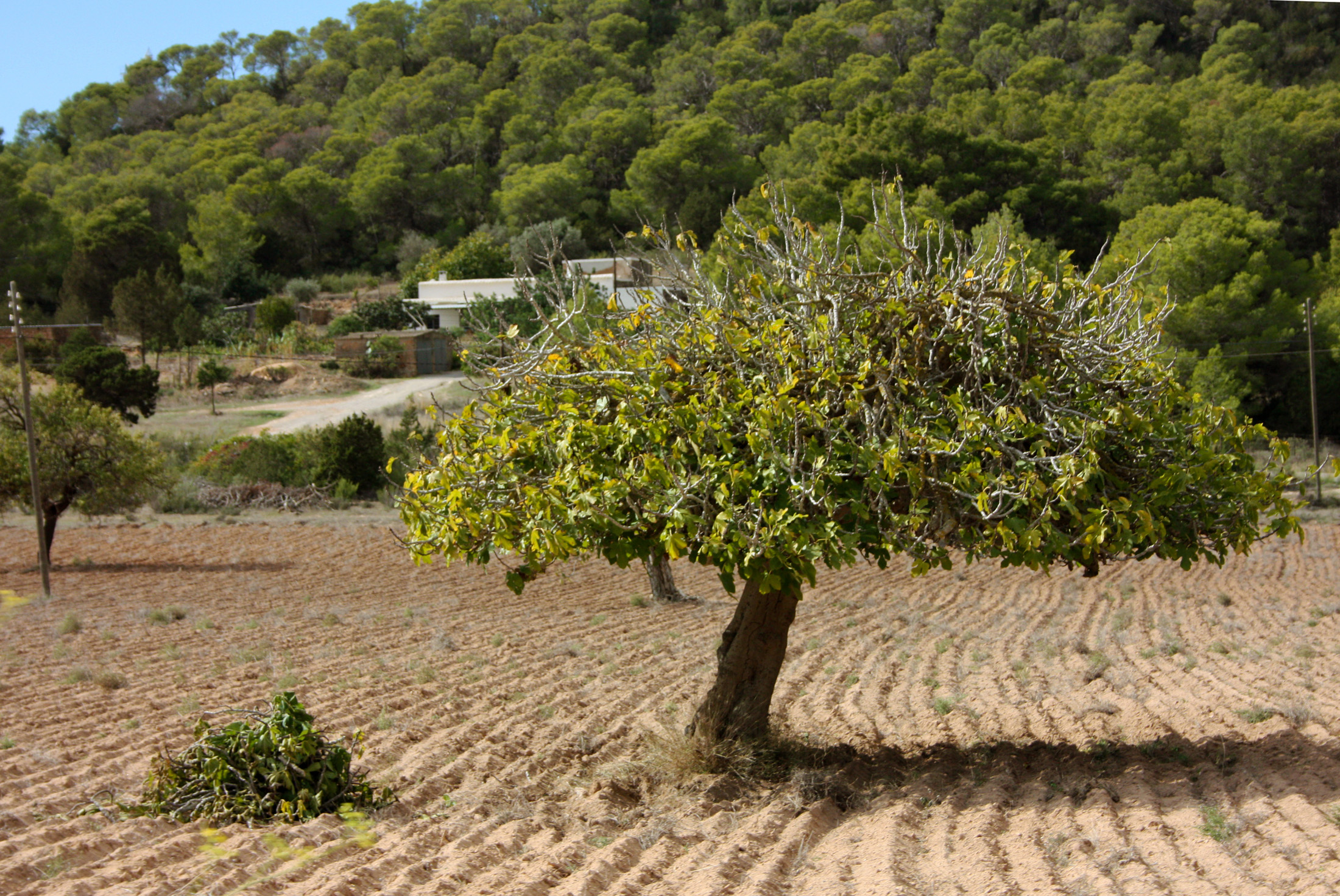 arid dry panorama of a meadow field in formentera with fig trees