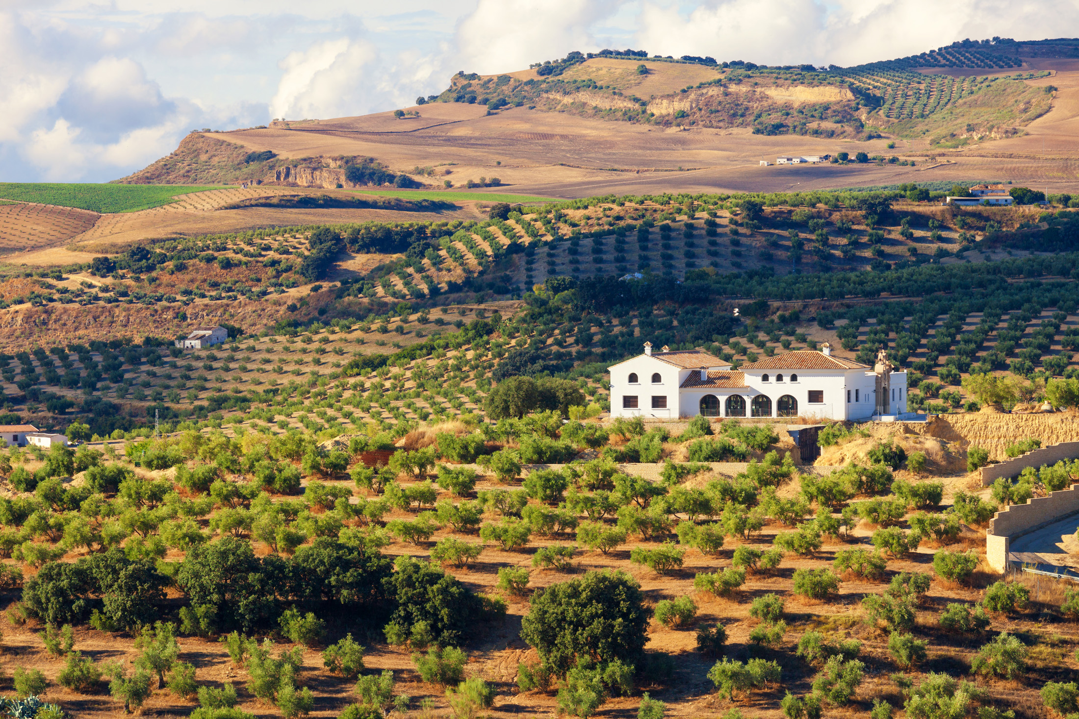 Andalusian cortijo (farmhouse) surrounded by olive groves