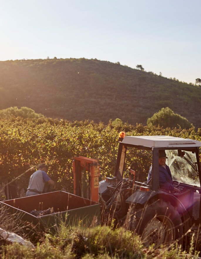 Farmer in tractor harvesting grapes