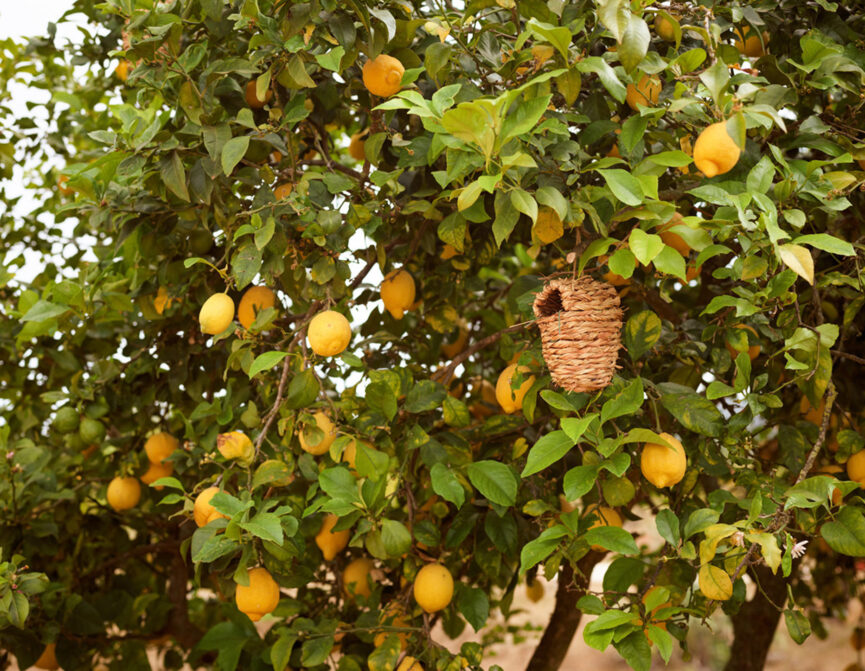 Lemon tree at Terra Masia